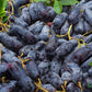 Elongated Seedless Grape Grafted Plant (Black Sapphire)