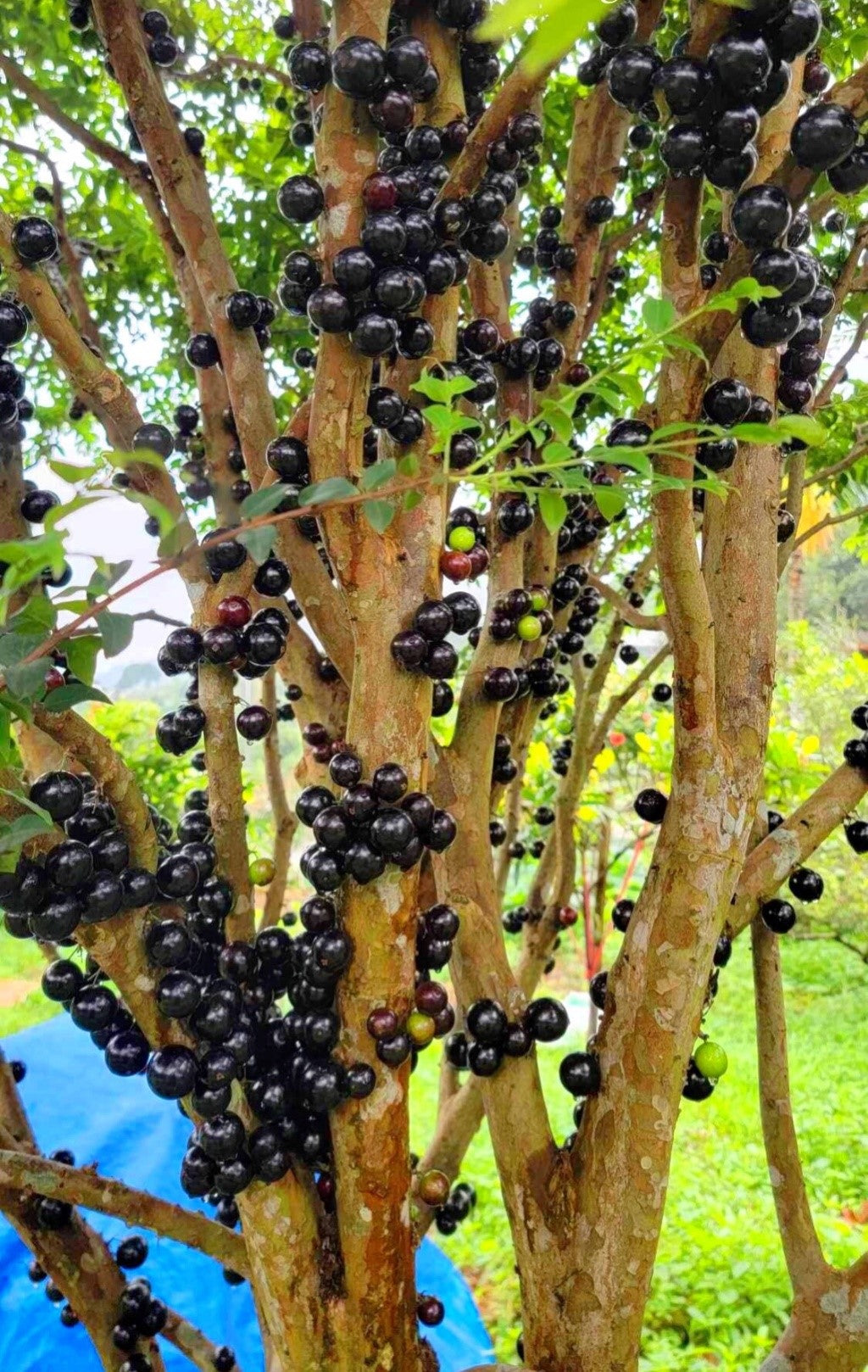 Brazilian Tree Grape