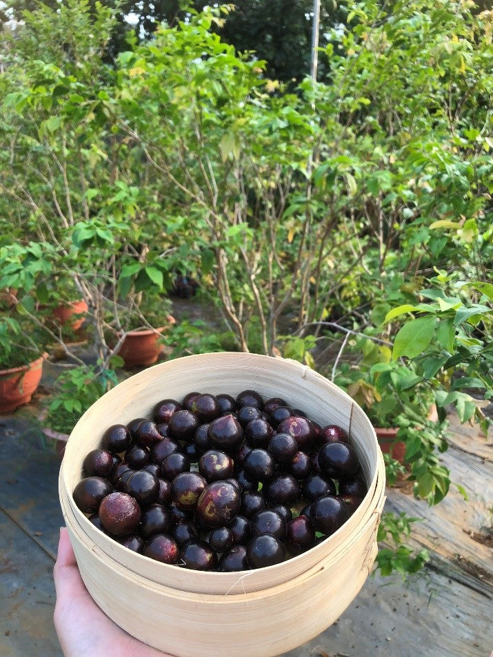 Brazilian Tree Grape