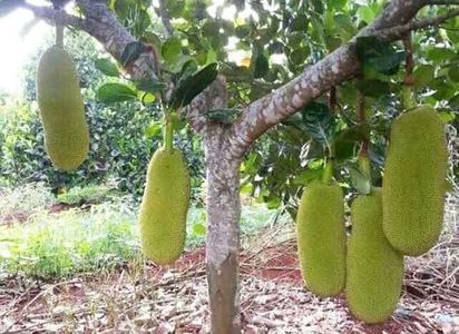 Malaysian Long Jack Fruit