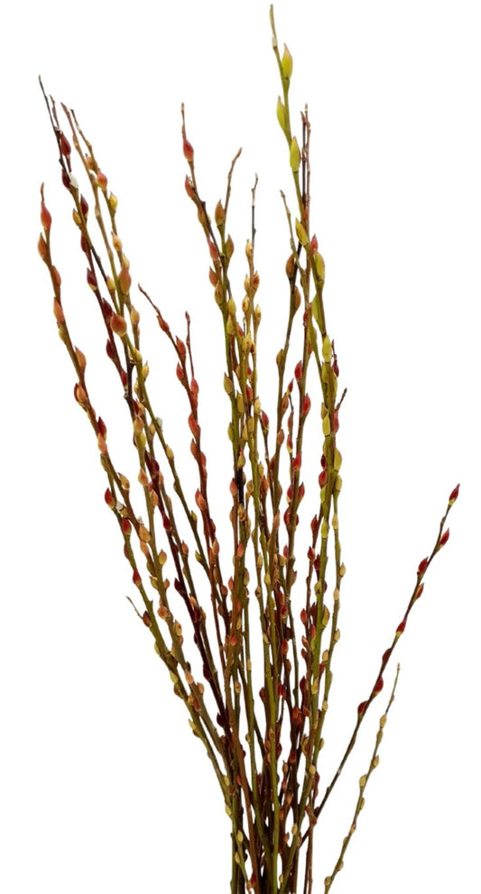 Normal Pussy Willow (6 ft) (Bundle)