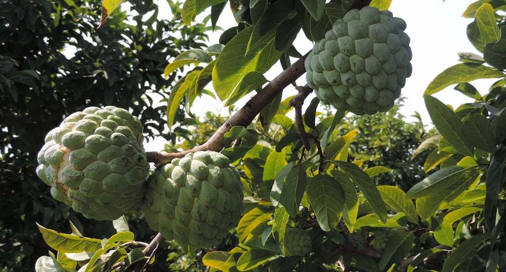 Custard Apple