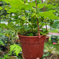 Heat Resistant Sweet Strawberries plant Japanese
