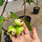 Sugar Green Jambu Soc Trang