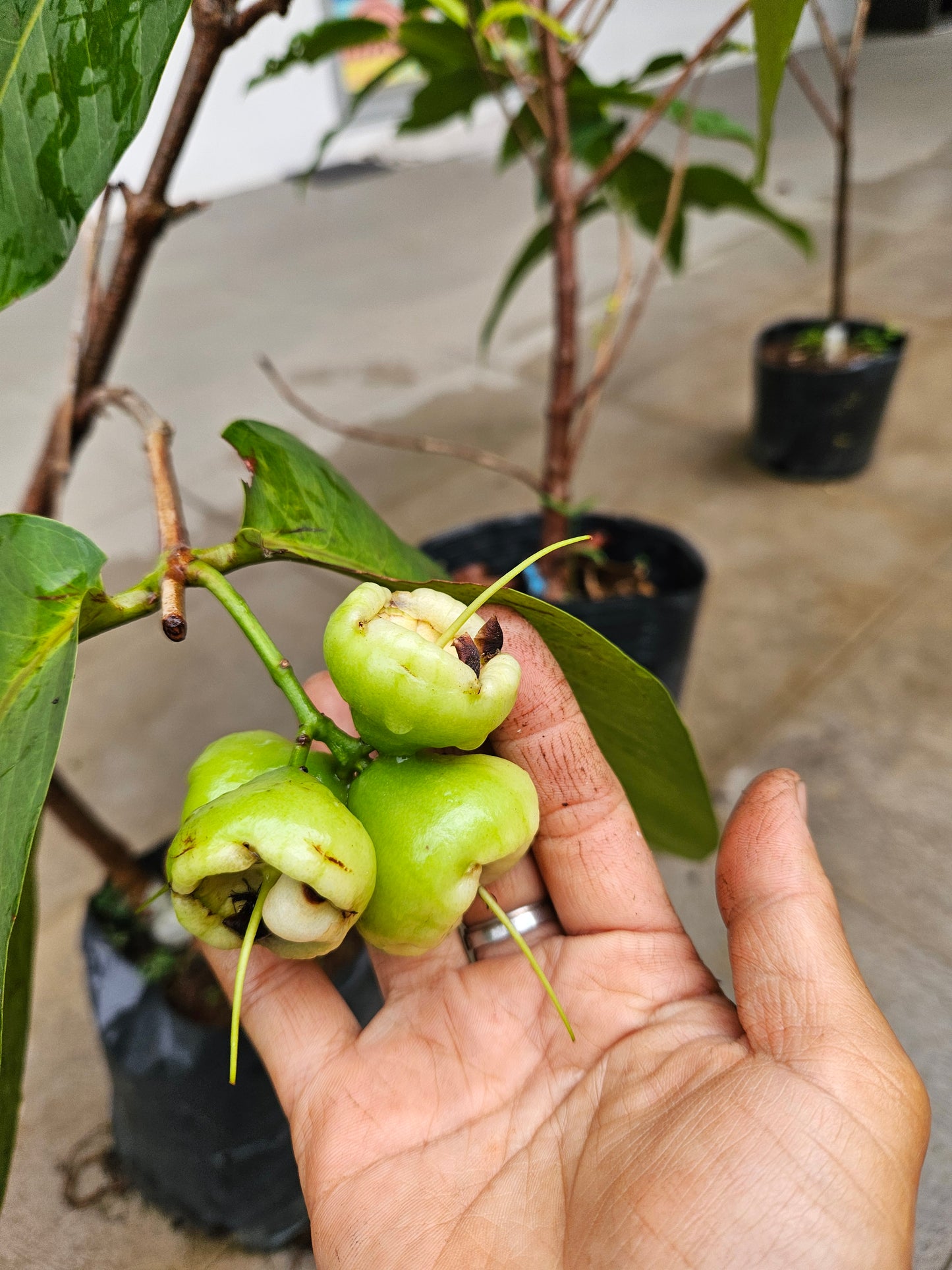 Sugar Green Jambu Soc Trang