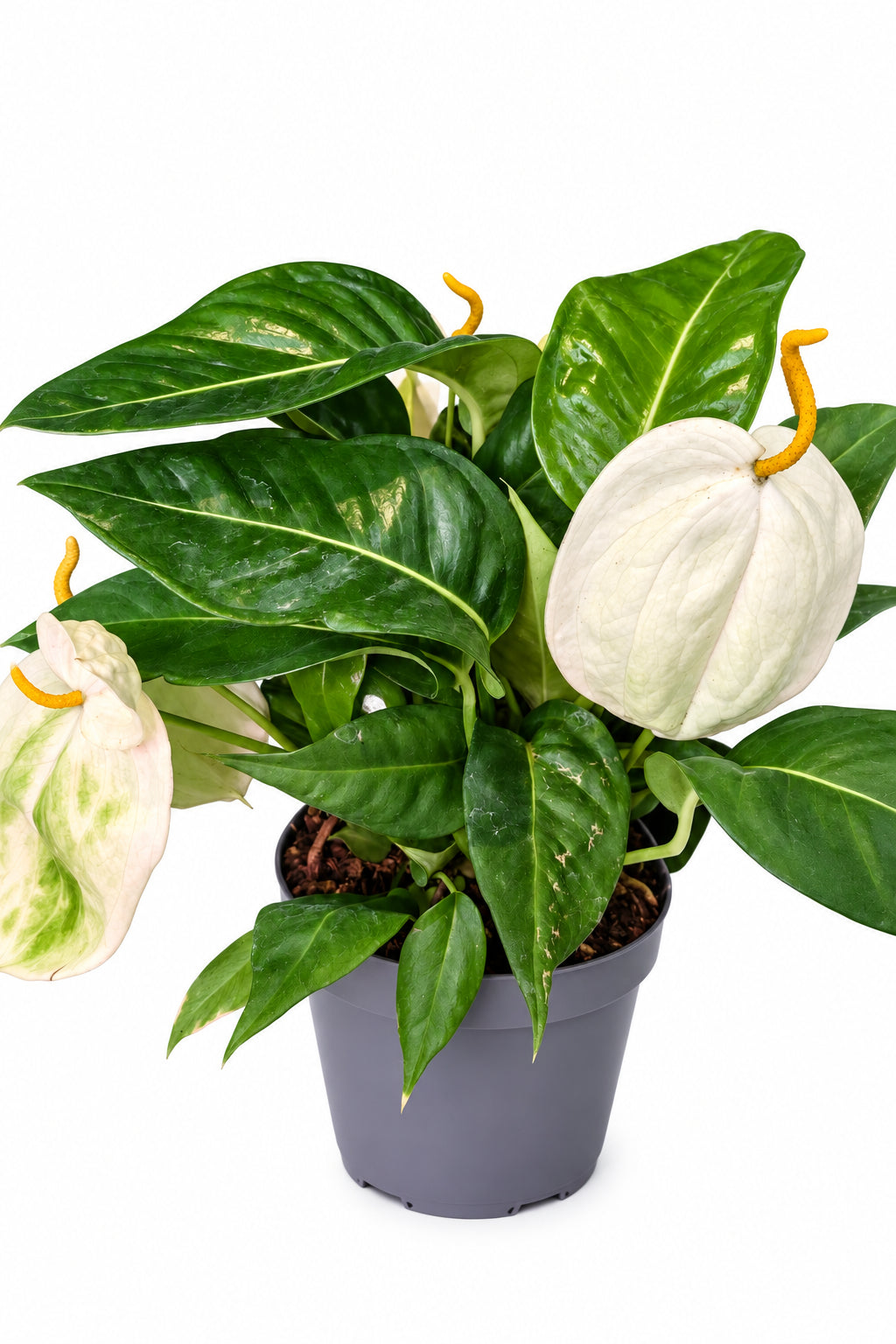 Anthurium White Flamingo