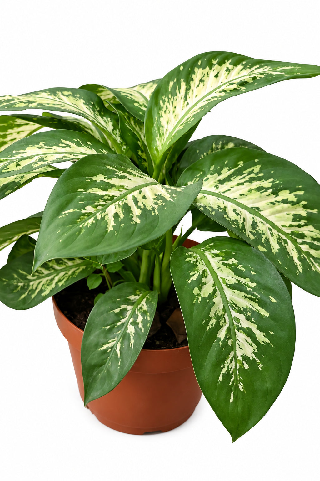 Diefenbachia Tropic Snow