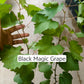 Black Magic Grapes