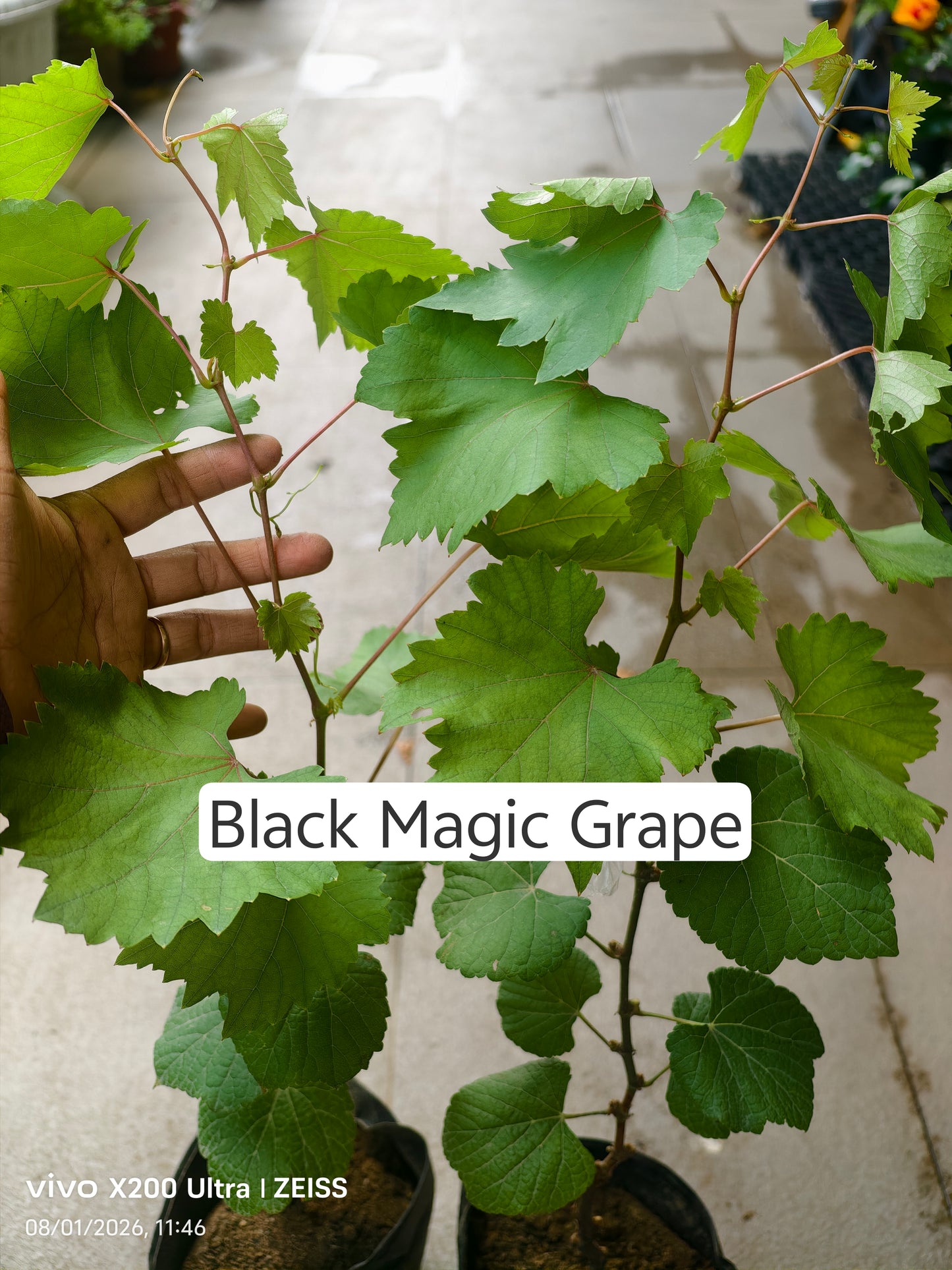 Black Magic Grapes