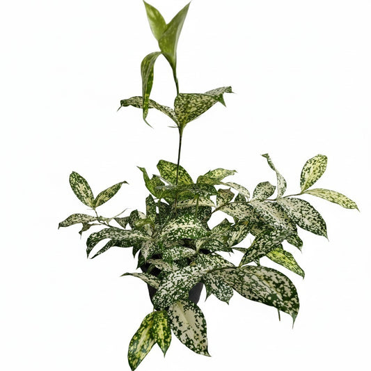 Japanese bamboo variegated