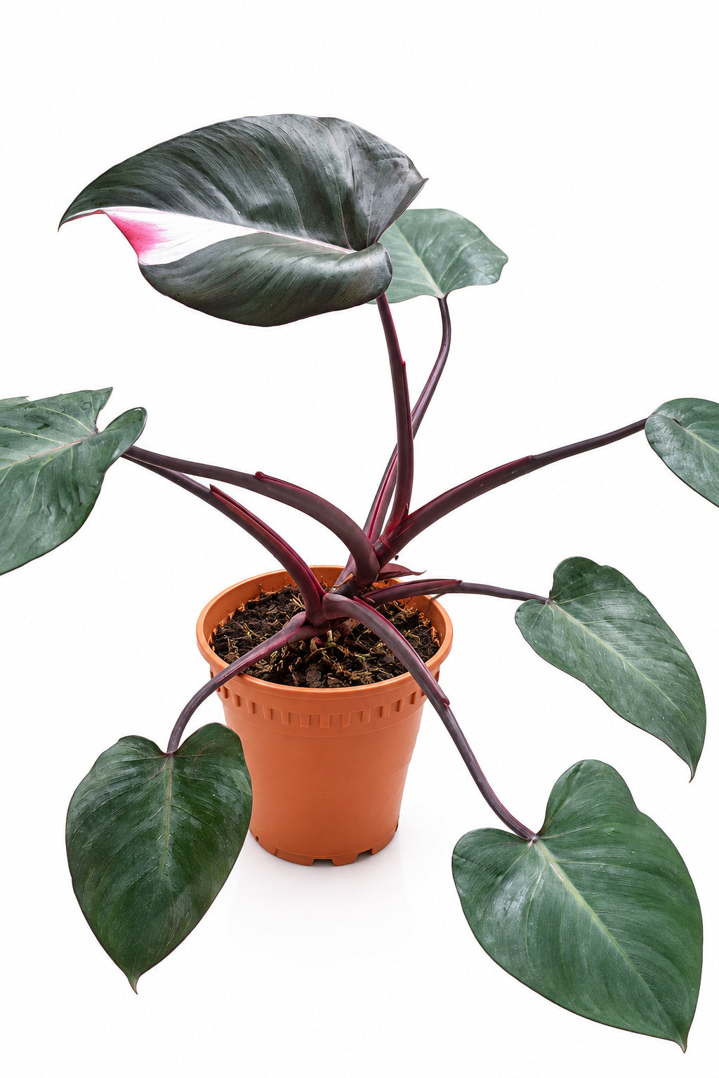 Philodendron pink princess 40cm height