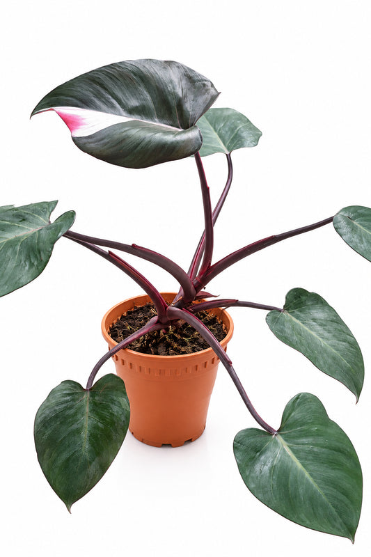 Philodendron pink princess 40cm height