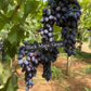 Black Magic Grapes