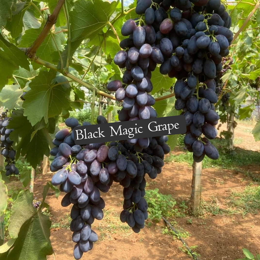 Black Magic Grapes