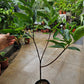 Sugar Green Jambu Soc Trang