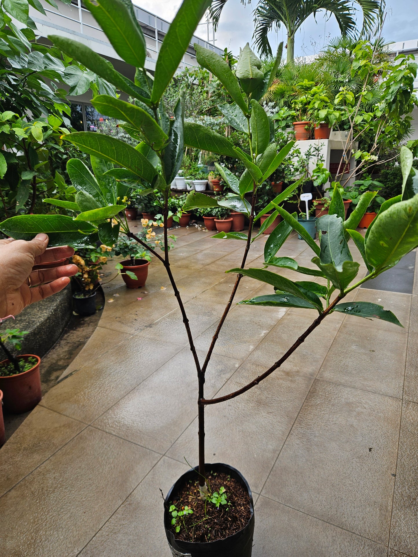 Sugar Green Jambu Soc Trang