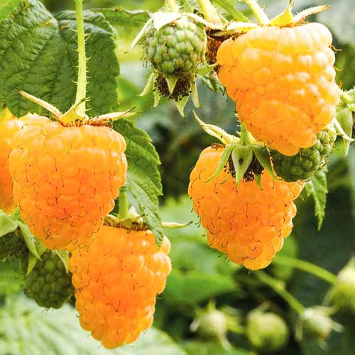 Golden raspberry – Aum Garden