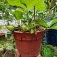 Heat Resistant Sweet Strawberries plant Japanese