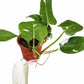 Philodendron pink princess 40cm height