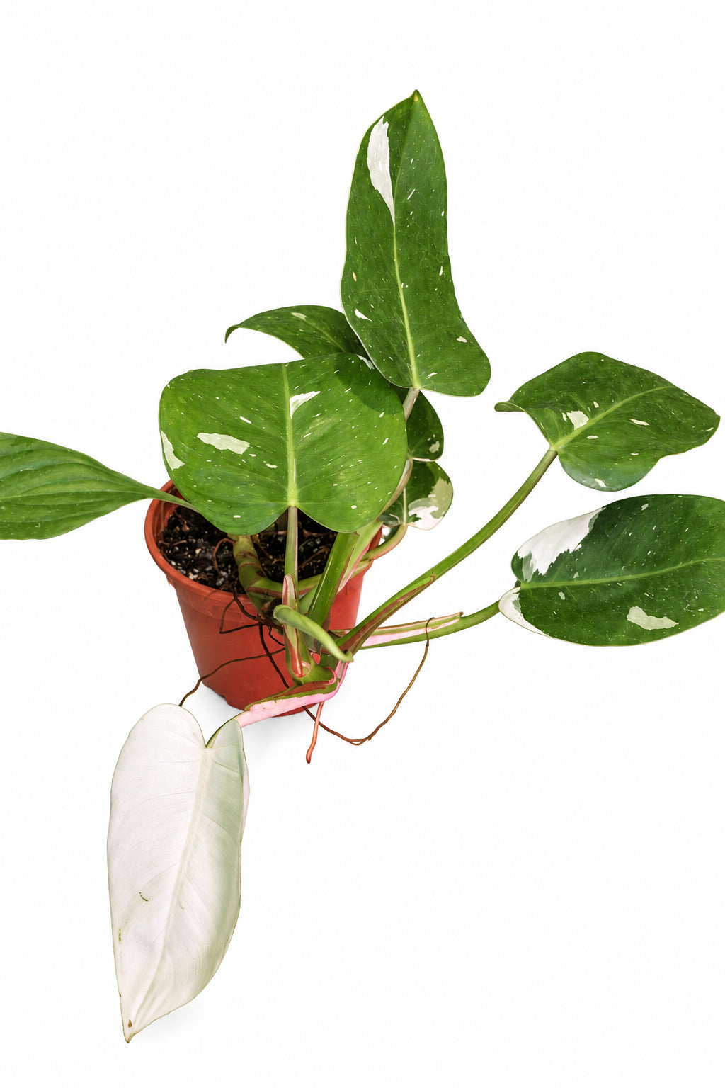 Philodendron pink princess 40cm height