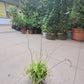 Cape Sundew