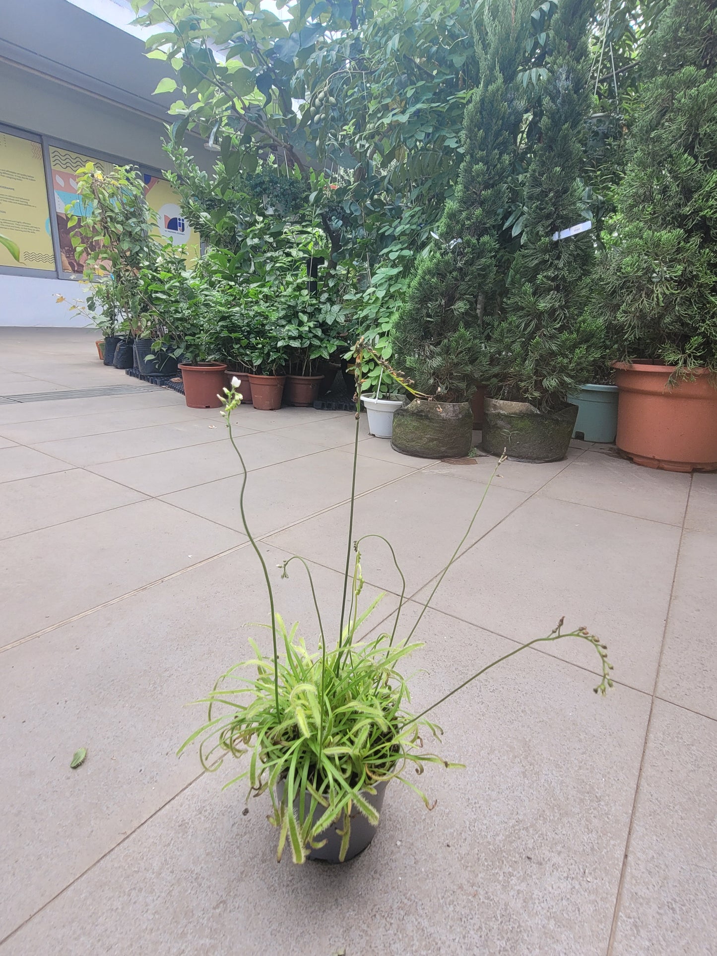 Cape Sundew