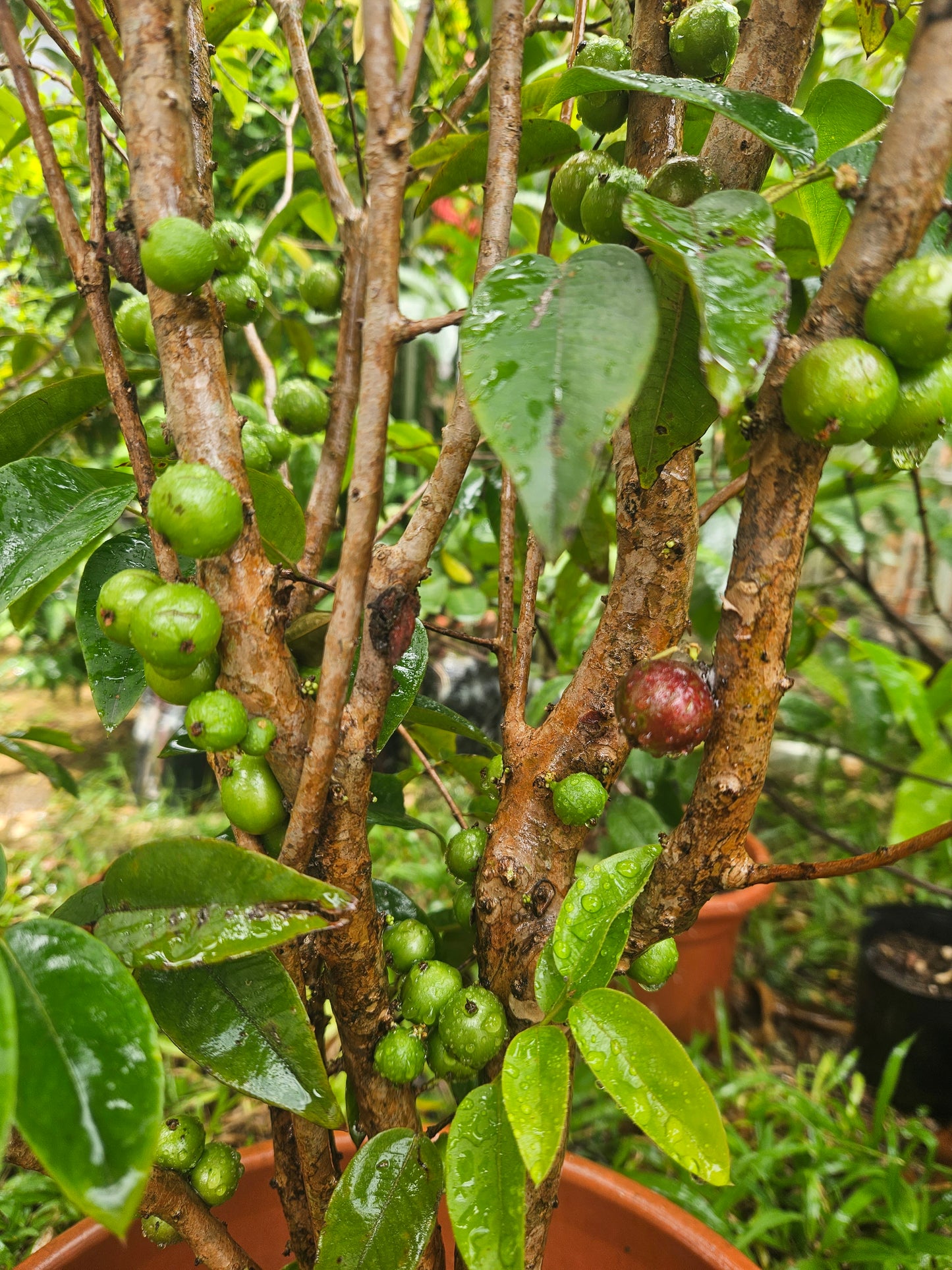 Brazilian Tree Grape