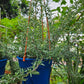 Creeping rosemary