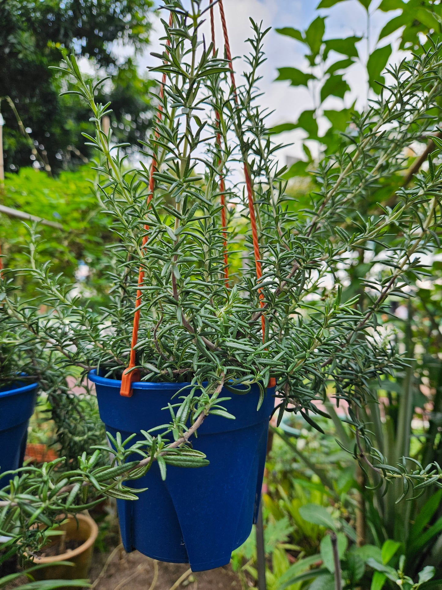 Creeping rosemary