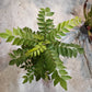 Curry Leaf Plant