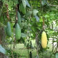 Banana passion fruit