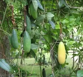 Banana passion fruit