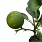 Key Lime 50cmH