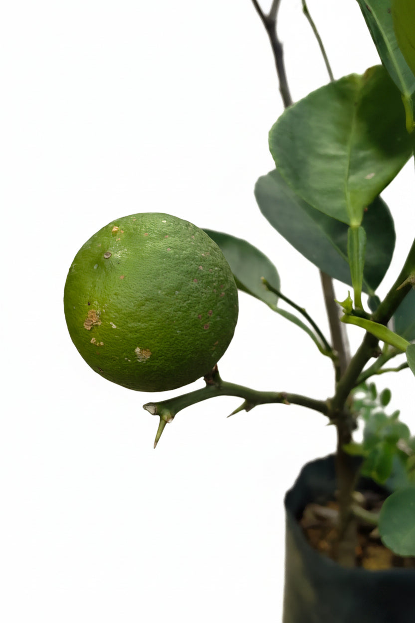 Key Lime 50cmH