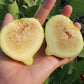 Jinaofen Fig