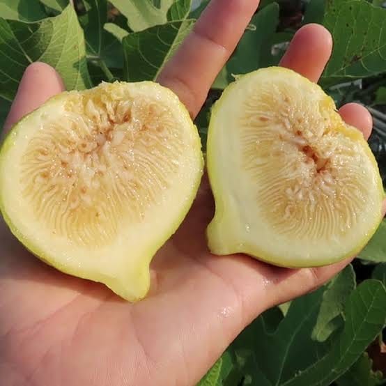 Jinaofen Fig
