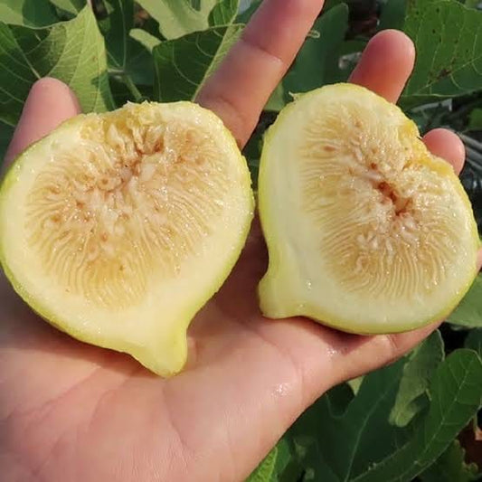 Jinaofen Fig