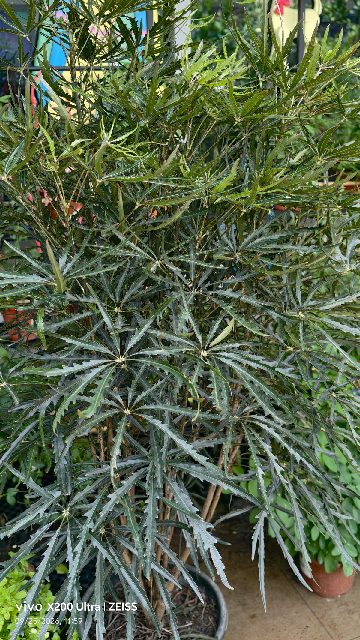 Schefflera elegantissima 1m Height