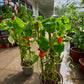 Nasturtium