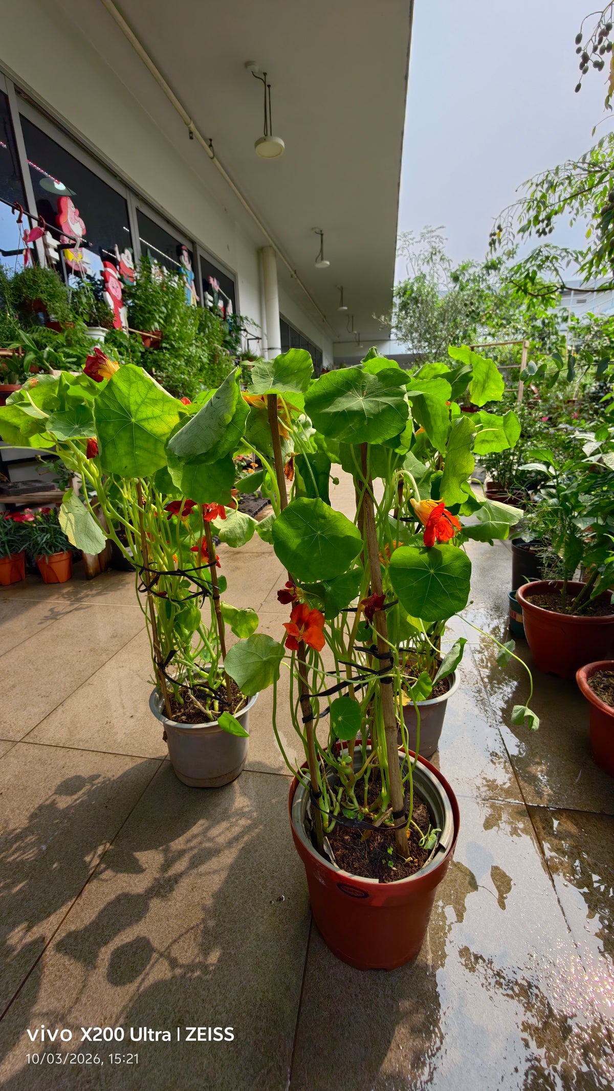 Nasturtium