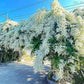 Japan Bridal Vine