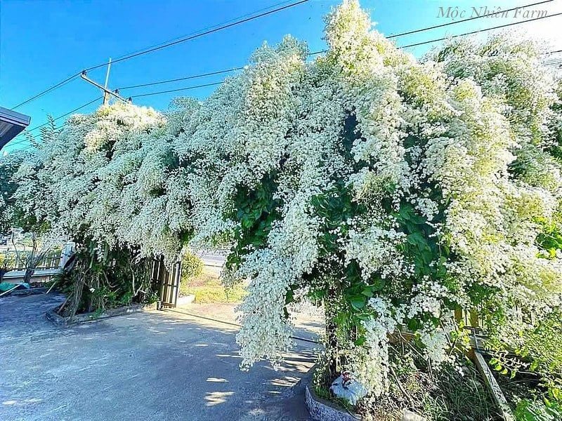 Japan Bridal Vine