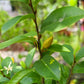 Magnolia Figo 1.5M