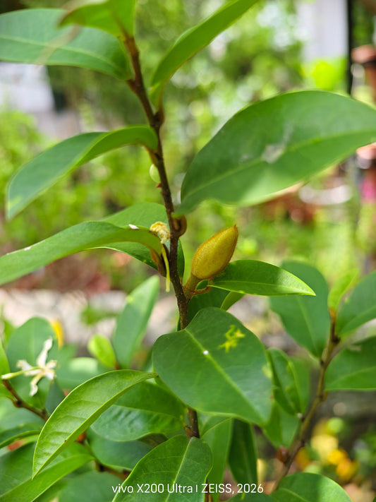 Magnolia Figo 1.5M-2M H