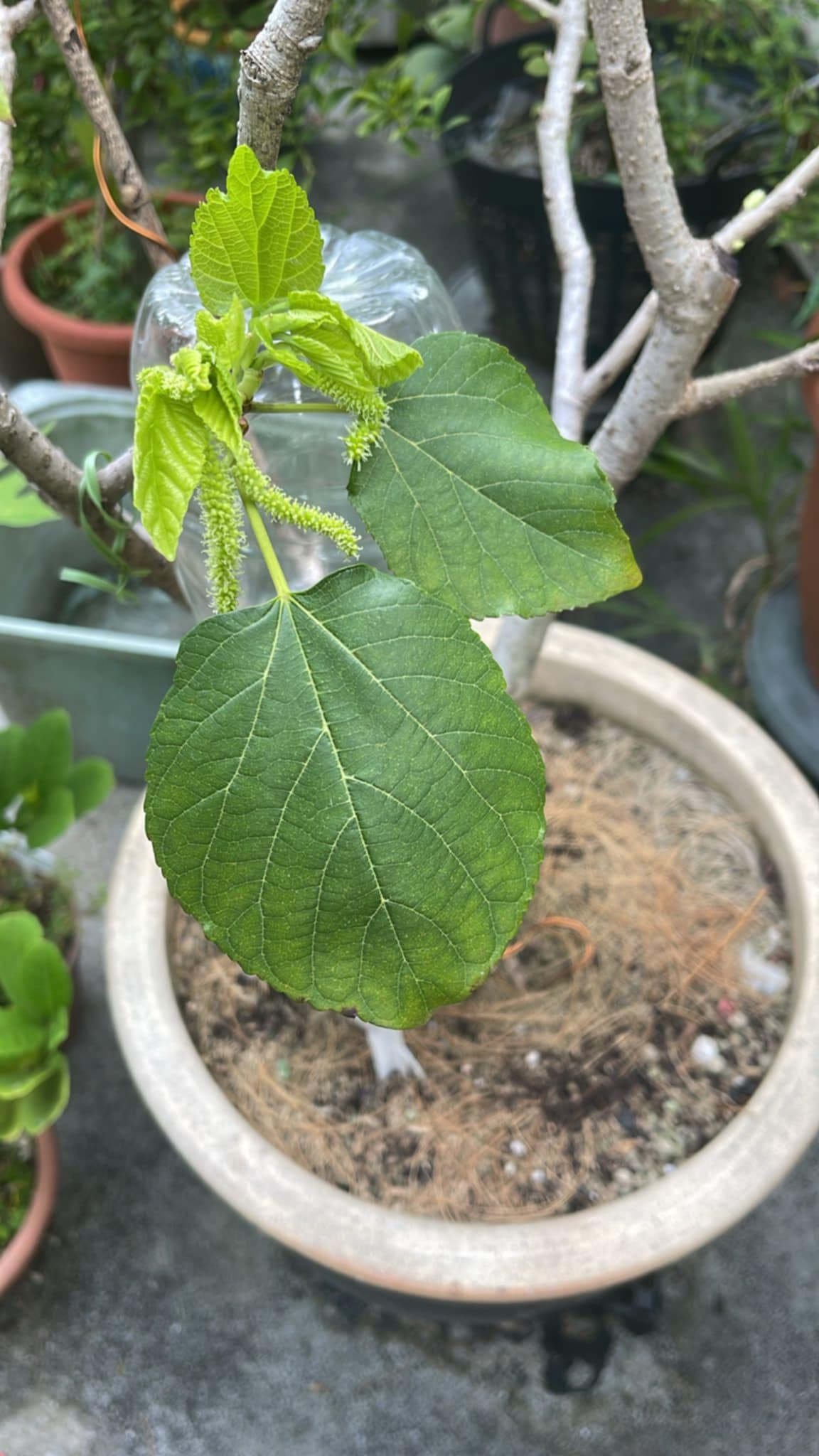 White Long Mulberry