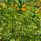 Tecoma Smithii Orange Tecoma Yellow