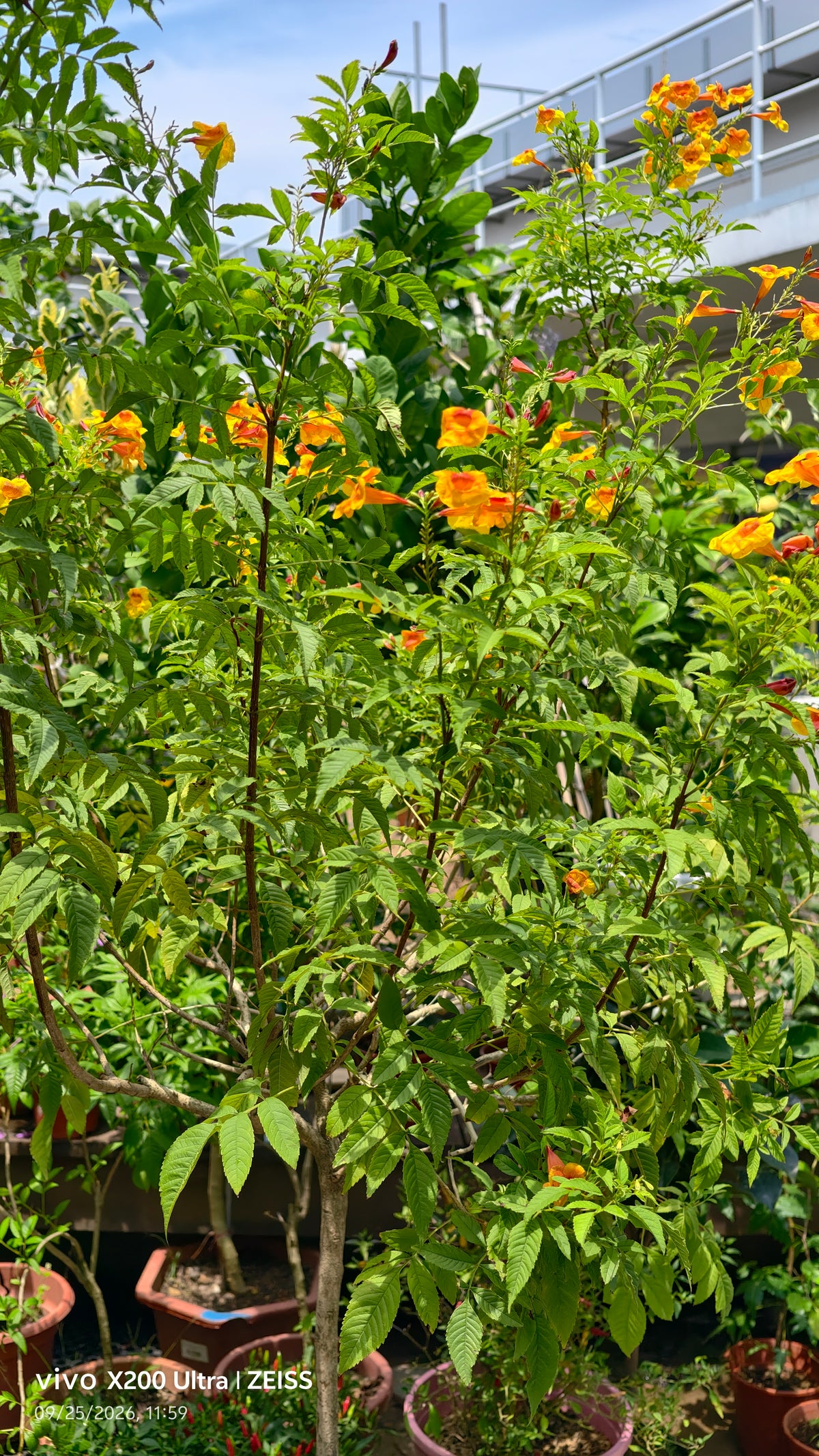 Tecoma Smithii Orange Tecoma Yellow