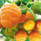 Golden raspberry