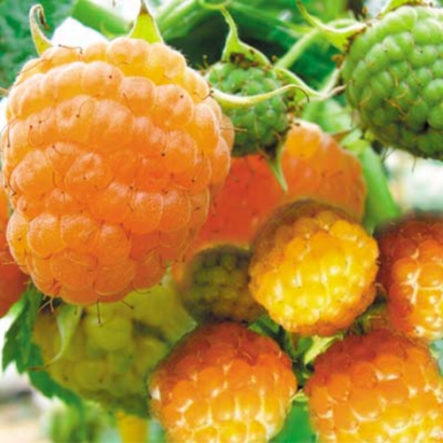 Golden Raspberry Vs Regular Raspberry Golden raspberry – Aum Garden