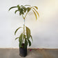 Thanh Son Dwarf Avocado